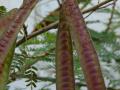 Leucaena leucocephala pods