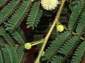 Leucaena leucocephala flowers