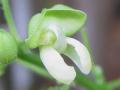 Lima bean (Phaseolus lunatus), flower