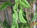 Lima bean (Phaseolus lunatus), pods