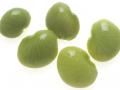 Lima beans (Phaseolus lunatus)