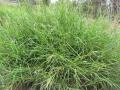 Limpo grass (Hemarthria altissima), habit, Hawaii