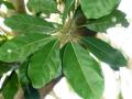 Indian laurel (Litsea glutinosa) leaves