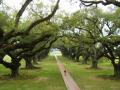 Alley of live oaks, Louisiana, USA