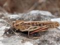 Migratory locust Locusta migratoria