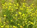 Bird's foot trefoil (Lotus corniculatus), stand, flowers, Canada