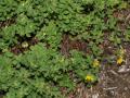 Bird's foot trefoil (Lotus corniculatus), habit