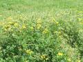 Birdsfoot trefoil (Lotus corniculatus)