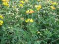 Birdsfoot trefoil (Lotus corniculatus)