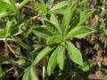 Lupin leaves