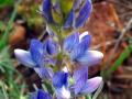 Blue lupinus (Lupinus angustifolius) inflorescence