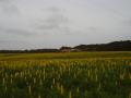 Yellow lupin (Lupinus luteus) field