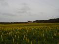 Yellow lupin (Lupinus luteus) field