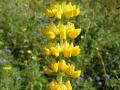 Yellow lupin (Lupinus luteus) inflorescence