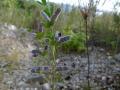 Yellow lupin (Lupinus luteus) habit with pods