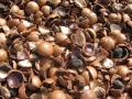 Macadamia (Macadamia integrifolia) nut shells