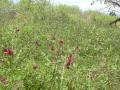 Phasey bean (Macroptilium lathyroides) stand, Hawaii