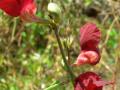 Phasey bean (Macroptilium lathyroides), flowers