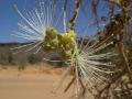 Atil (Maerua crassifolia Forssk.) flower, Sahara, Mauritania