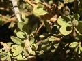 Atil (Maerua crassifolia Forssk.) leaves, Sahara, Mauritania