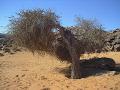 Atil (Maerua crassifolia Forssk.) tree, Sahara, Mauritania