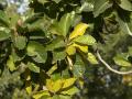 Mahua (Madhuca longifolia), foliage