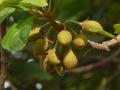 Mahua (Madhuca longifolia), fruits