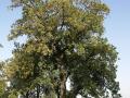 Mahua (Madhuca longifolia), tree