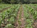 Field with maize, cassava and jack bean