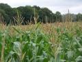 Maize crop, United Kindgom