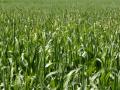 Maize field, Germany