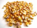 Maize grain, France