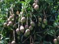 Mango tree with fruits