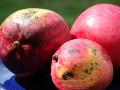 Mango fruit, Hawaii