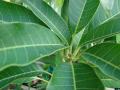 Mango (Mangifera indica) leaves, Hawaii