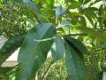 Mango leaves, North Vietnam