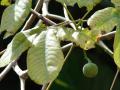 Manicoba or ceara rubber tree, leaves and fruit (Manihot glaziovii)