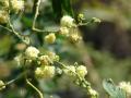 Manila tamarind (Pithecellobium dulce), flowers, Hawaii