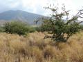 Manila tamarind (Pithecellobium dulce), habit, Hawaii