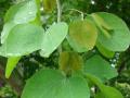 Manila tamarind (Pithecellobium dulce), leaves, Hawaii