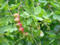 Manila tamarind (Pithecellobium dulce), pods, Hawaii