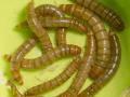 Mealworms (Tenebrio molitor)