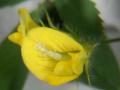 Barrel medic (Medicago truncatula), flower