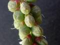 Indian sweet clover (Melilotus indicus) pods, France