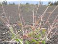 Molasses grass (Melinis minutiflora) habit