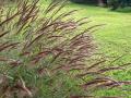 Molasses grass (Melinis minutiflora) inflorescences 