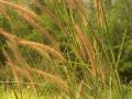 Mission grass (Pennisetum polystachion), Thailand