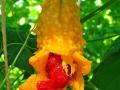 Bitter gourd (Momordica charantia) mature fruit, splitting open