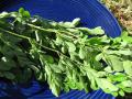 Moringa (Moringa oleifera) leaves