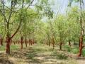 Moringa (Moringa oleifera) plantation